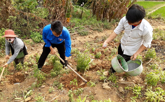 Cán bộ ngành nông nghiệp và phát triển nông thôn hướng dẫn kỹ thuật cho người dân huyện Mù Cang Chải thực hiện mô hình thâm canh khoai sọ.