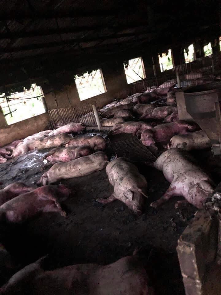 Hơn 200 con lợn tại trang trại của ông Nhã bị sét đánh chết