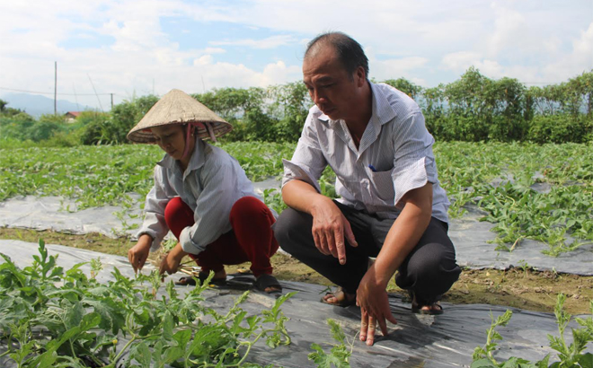 Nông dân xã Thanh Lương, thị xã Nghĩa Lộ chuyển đổi đất trồng lúa sang trồng dưa hấu mang lại thu nhập cao.