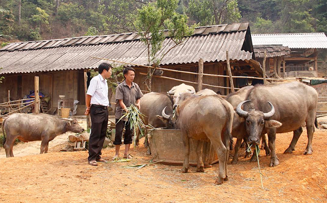 Từ nguồn vốn vay ưu đãi, nhiều hộ nông dân ở xã Nậm Khắt đầu tư chăn nuôi trâu mang lại hiệu quả kinh tế.