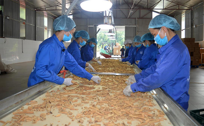 Công nhân Hợp tác xã Quế hồi Việt Nam chế biến quế xuất khẩu.