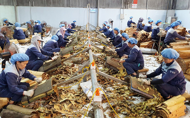 Công ty Hương Gia Vị Sơn Hà tại xã Yên Hợp hàng năm thu mua 3.000 tấn quế, tạo việc làm thường xuyên cho trên 200 lao động với thu nhập từ 6  - 7 triệu đồng/người/tháng.