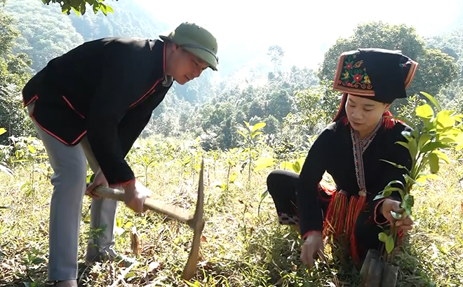 Đồng bào Dao xã Tân Hợp tích cực trồng quế vụ xuân. (Ảnh: Thu Nhài)