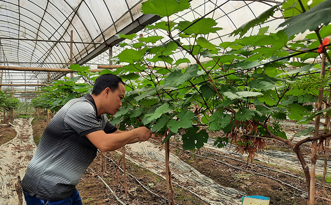 Bán tiêu giống năng suất cao  Chị Linh 0933 845 517