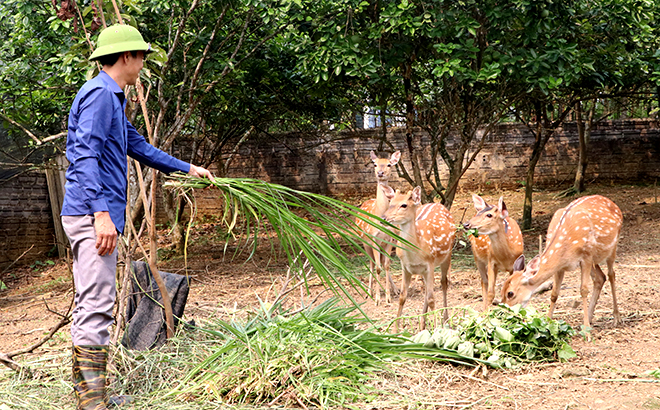 Ông Nguyễn Xuân Triển ở xã Hưng Thịnh đầu tư nuôi hươu sao.