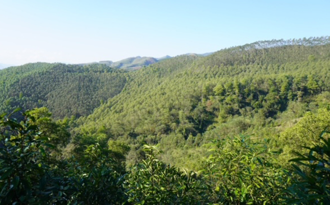 Nhờ làm tốt công tác trồng rừng và bảo vệ rừng nên những cánh rừng ở Văn Chấn luôn xanh tươi.