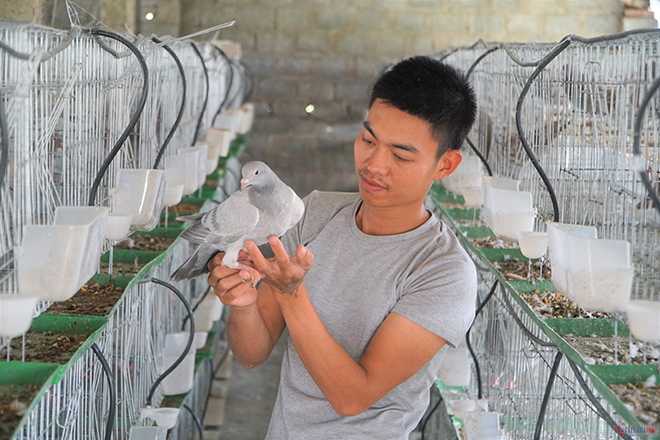 Nuôi chim bồ câu Pháp, anh Chinh thu về khoảng 40 triệu đồng mỗi tháng.