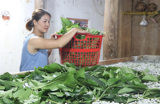 Người dân xã Việt Thành (huyện Trấn Yên) chăm sóc tằm thời kỳ ăn rỗi.