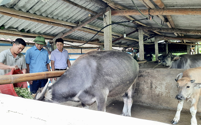 Lãnh đạo Trung tâm Dịch vụ Hỗ trợ phát triển nông nghiệp huyện Lục Yên kiểm tra mô hình chăn nuôi trâu quy mô 10 con trở lên của hộ ông Trần Ngọc Quỳ, thôn Khéo Lẹng, xã Lâm Thượng.