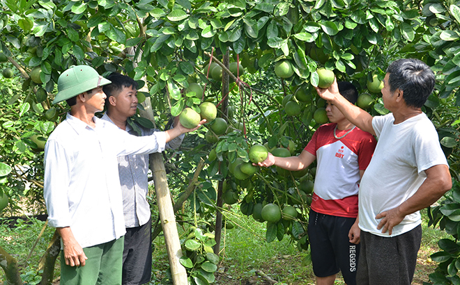 Ông Nguyễn Văn Mậu - hội viên Chi hội Nông dân thôn Hán Đà 2 (bên trái) giới thiệu mô hình trồng cây ăn quả của gia đình với các hội viên.
