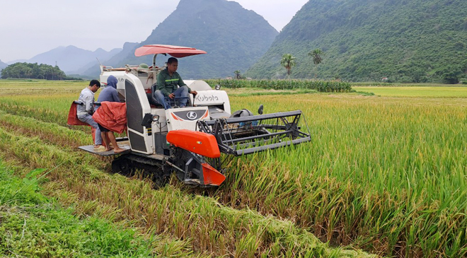 Nông dân Lục Yên sử dụng máy gặt đập liên hoàn đẩy nhanh tiến độ thu hoạch lúa xuân.