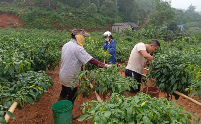 Mô hình trồng ớt của hội viên Nguyễn Duy Cường, Chi hội thôn Đát Tờ, xã Bình Thuận thu nhập trên 300 triệu đồng/năm.