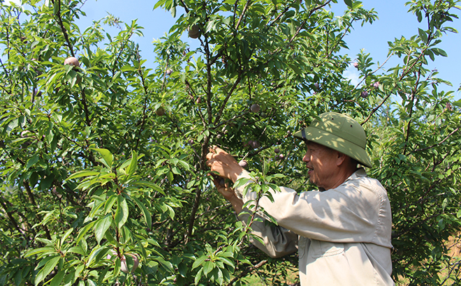 Farmers in Nghia Lo are harvesting plums.