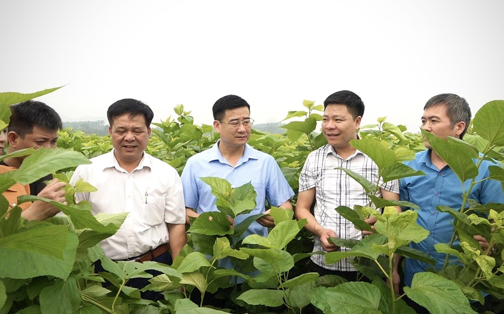 Lãnh đạo huyện Văn Yên kiểm tra tình hình thực hiện Đề án trồng dâu nuôi tằm tại xã Yên Thái.