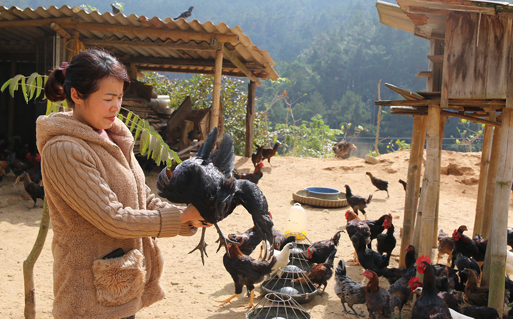 Mô hình nuôi gà đen thương phẩm được hỗ trợ theo Nghị quyết 69 của HĐND tỉnh tại xã Hát Lừu, huyện Trạm Tấu.