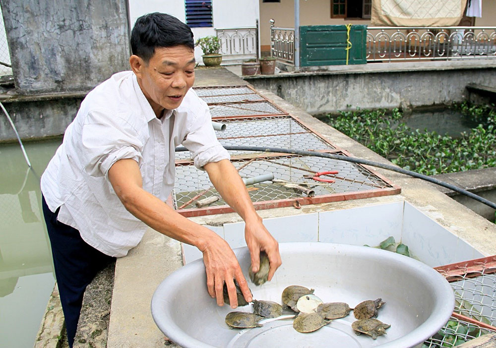 Từ nghề nuôi ba ba giống và ba ba thương phẩm, gia đình ông Đoàn Văn Nghề ở thôn Văn Hưng đã phát triển thành hộ giàu trong nhiều năm qua.