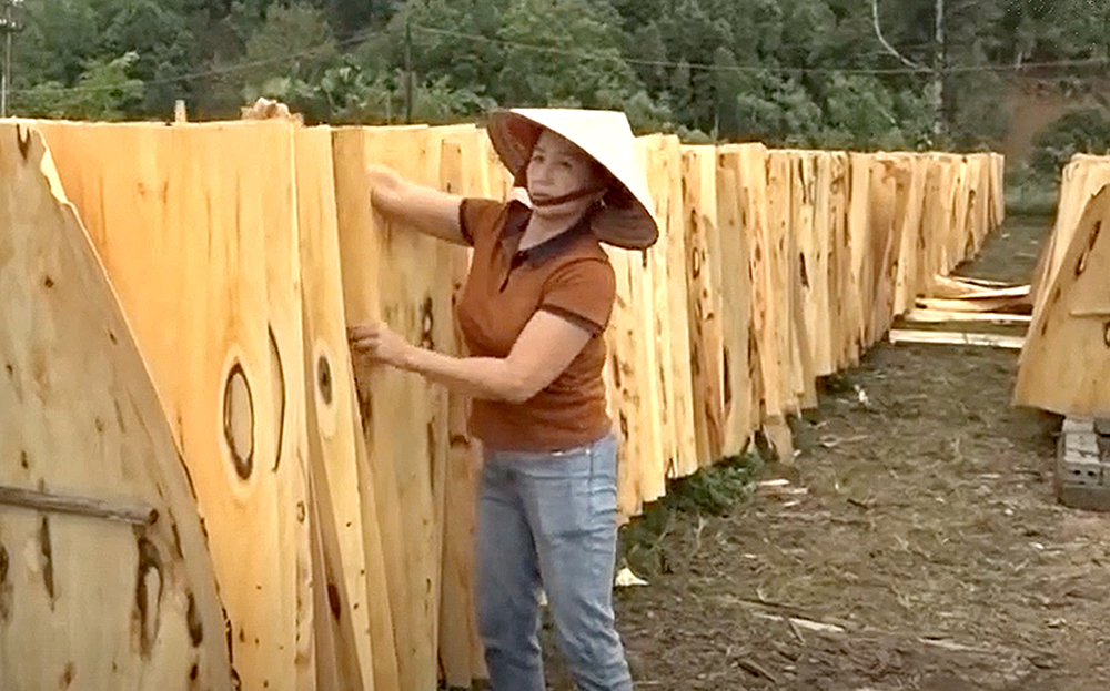 Hàng tháng, gia đình bà Cù Thị Vân Hồng sản xuất khoảng trên 300 m2 khối gỗ ván bóc xuất bán ra thị trường.