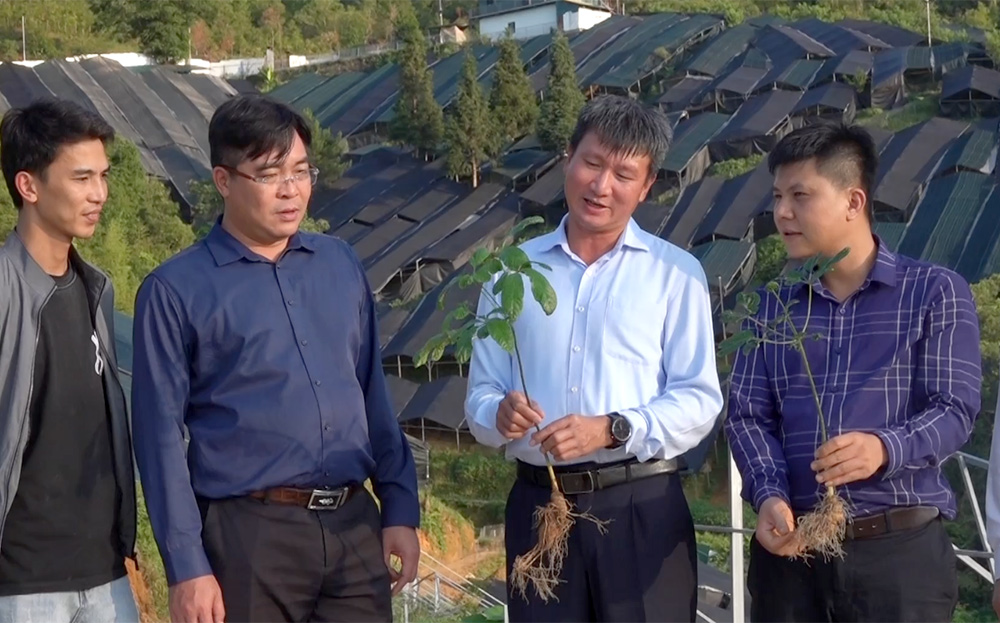 Chủ tịch UBND tỉnh Trần Huy Tuấn kiểm tra thực địa mô hình trồng sâm của Công ty cổ phần Palex Việt Nam tại bản Dào Xa, xã Kim Nọi.