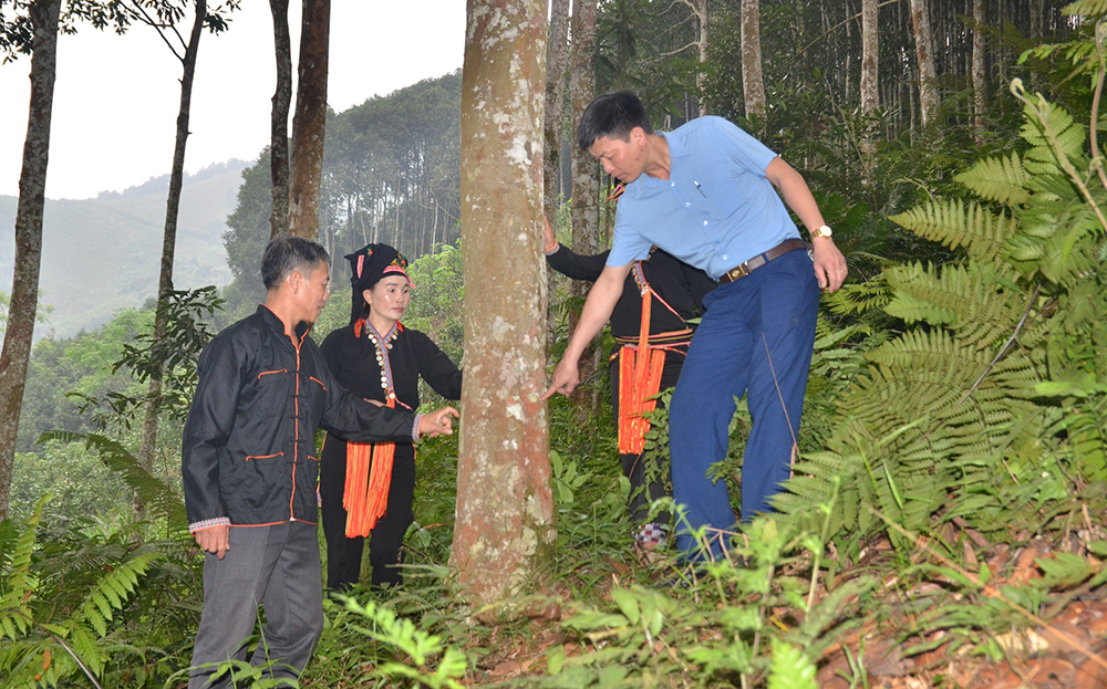 Ông La Tài Quan (bên trái) trao đổi với lãnh đạo xã và bà con thôn Thác Tiên về phát triển và bảo tồn gen quế giống.