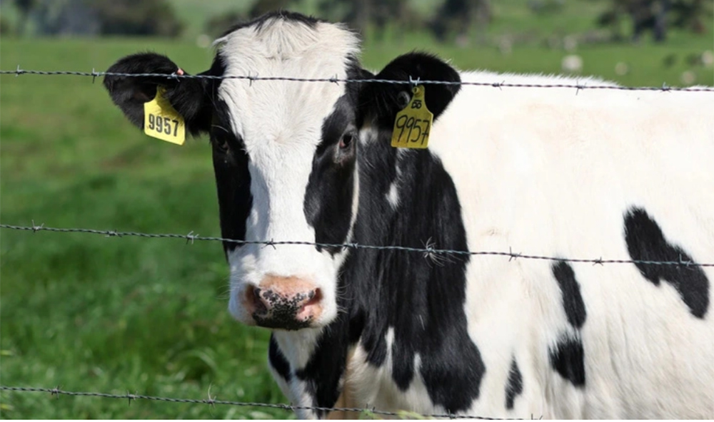 Mỹ vừa ghi nhận trường hợp bò sữa lây nhiễm vi rút cúm gia cầm H5N1 sang người