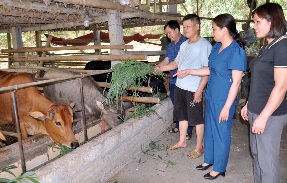 Lãnh đạo xã Liễu Đô thăm, kiểm tra mô hình phát triển chăn nuôi gia súc của gia đình ông Phạm Văn Biên, thôn Ngòi Kèn.
