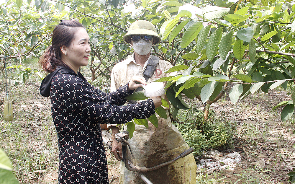 Lãnh đạo Hội Nông dân xã Tuy Lộc trao đổi với hội viên nông dân quy trình trồng và chăm sóc cây ổi theo hướng an toàn sinh học.