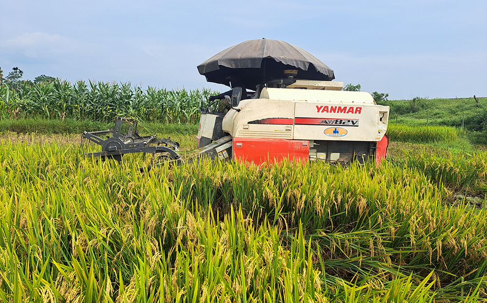 Nông dân Trấn Yên áp dụng cơ giới hóa trong thu hoạch lúa.