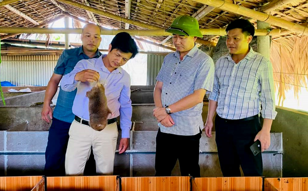 Lãnh đạo huyện Văn Yên kiểm tra mô hình nuôi dúi từ nguồn vốn NHCSXH huyện.