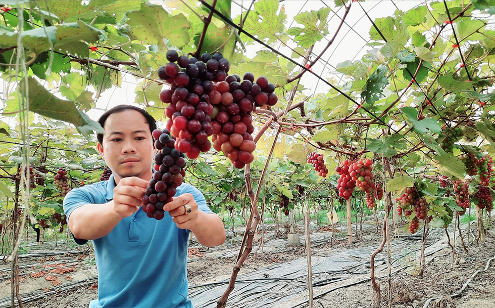 The Black Summer grape net-house cultivation model of Mr. Luc Van Anh in Group 9, Yen The Town, Luc Yen District.
