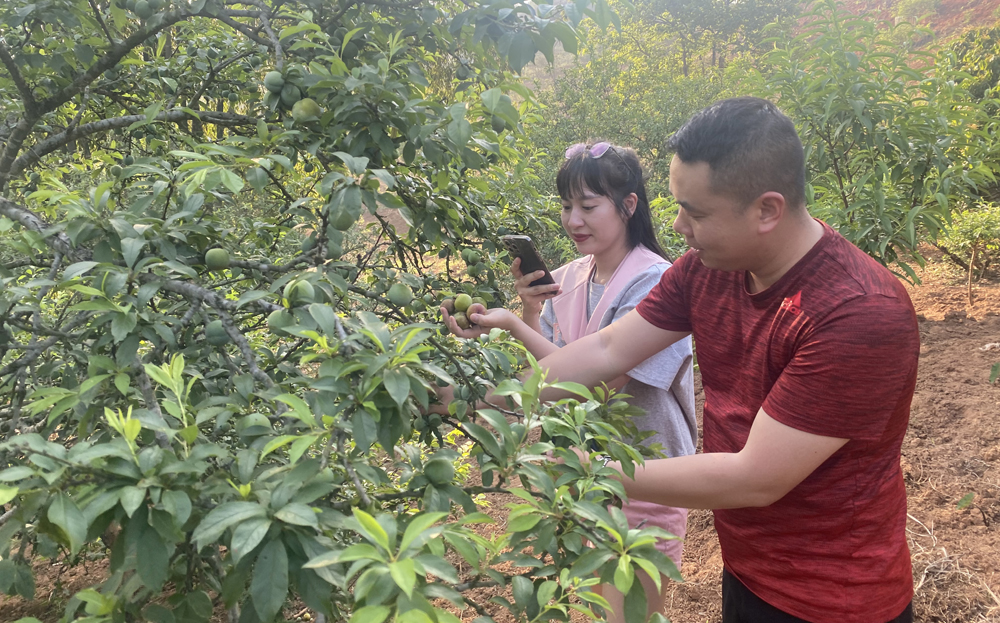 Đến với Yên Bái dịp này, du khách có cơ hội trải nghiệm hái mận.