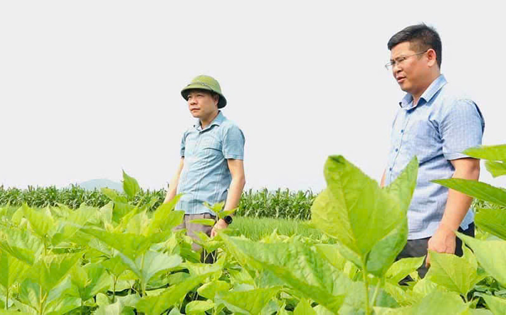 Lãnh đạo huyện Văn Yên và xã Đại Phác kiểm tra diện tích cây dâu của các hộ dân.