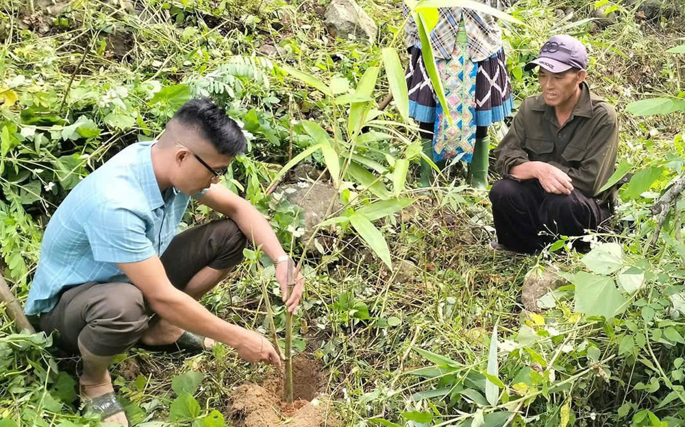 Anh Sùng A Dê (bên trái) ở xã Suối Bu, huyện Văn Chấn hướng dẫn người dân trồng tre măng Bát độ.