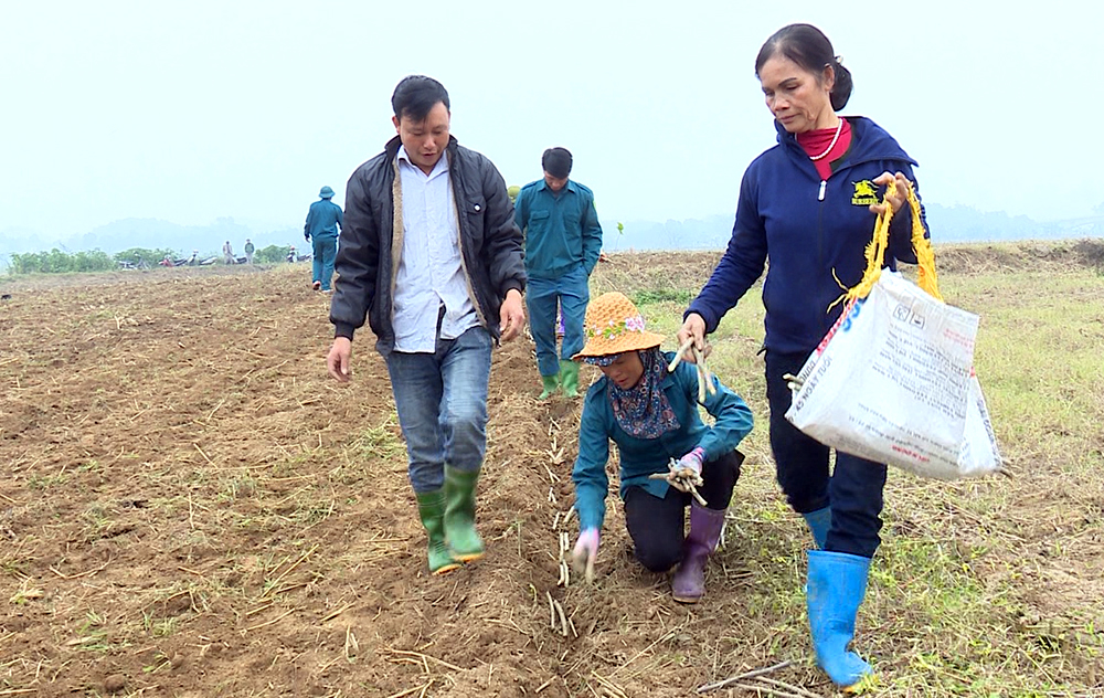Nông dân huyện Trấn Yên phát triển trồng dâu nuôi tằm