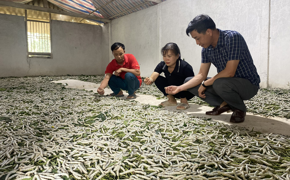 Chị Trương Ngọc Hoàng giới thiệu mô hình nuôi tằm của gia đình.
