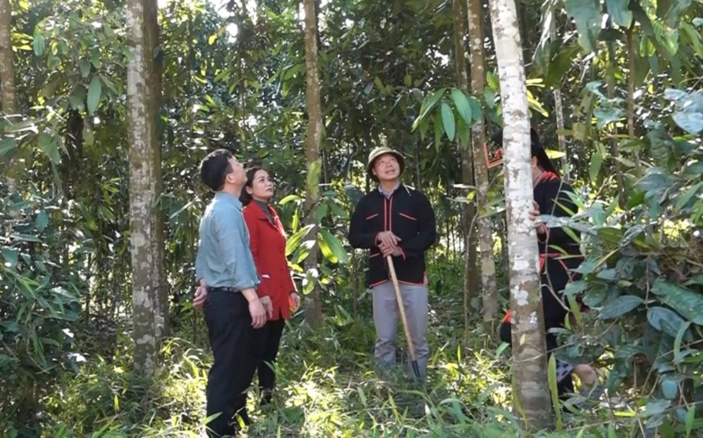 Lãnh đạo Hội Nông dân huyện Văn Yên thăm rừng quế của gia đình anh Bàn Văn Minh ở xã Tân Hợp.