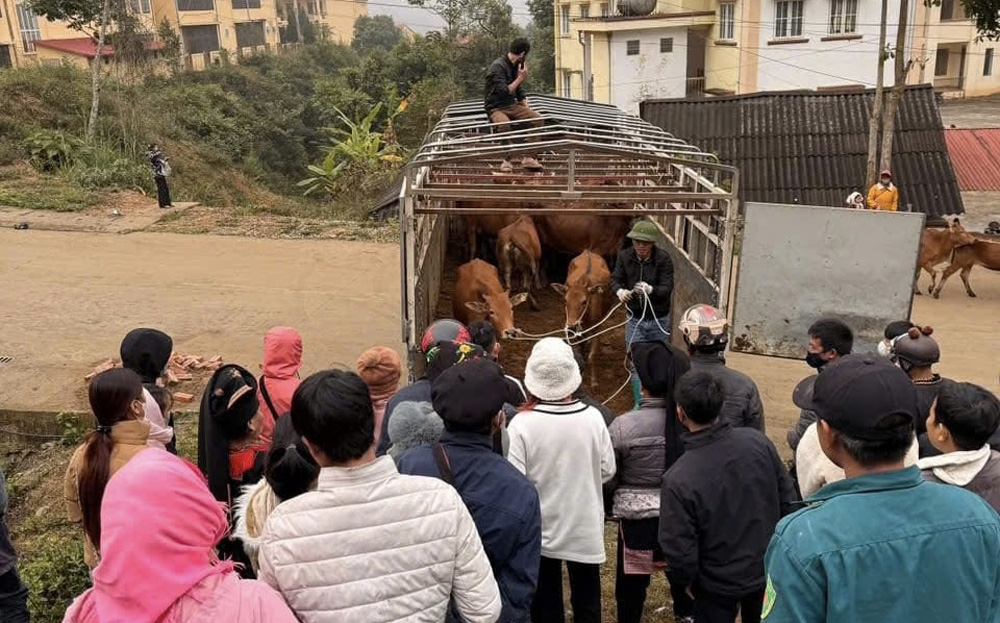 Người dân xã Suối Quyền, huyện Văn Chấn nhận bò giống từ hỗ trợ của Chương trình mục tiêu quốc gia giảm nghèo bền vững.