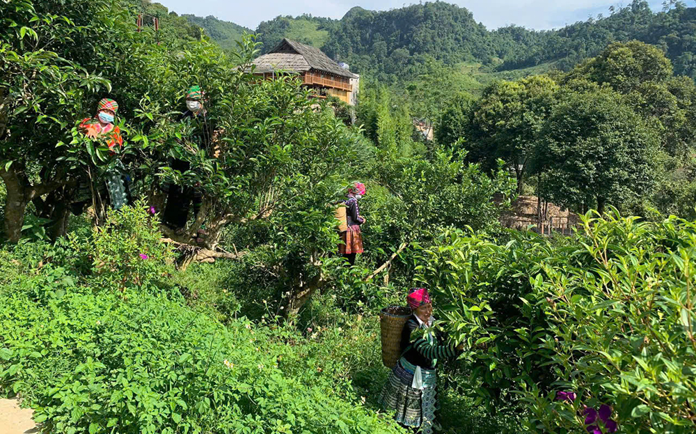 Nhân dân xã Suối Giàng thu hoạch chè Shan tuyết.