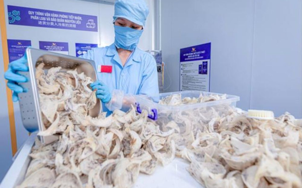 Tổ yến của Việt Nam có cơ hội lớn ở thị trường Trung Quốc.