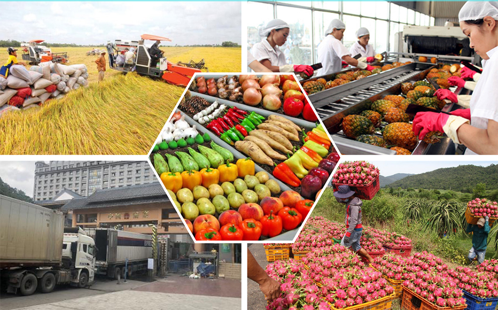 Giá trị xuất khẩu nông lâm thủy sản năm 2024 đạt mức cao kỷ lục 62,5 tỷ đô la.