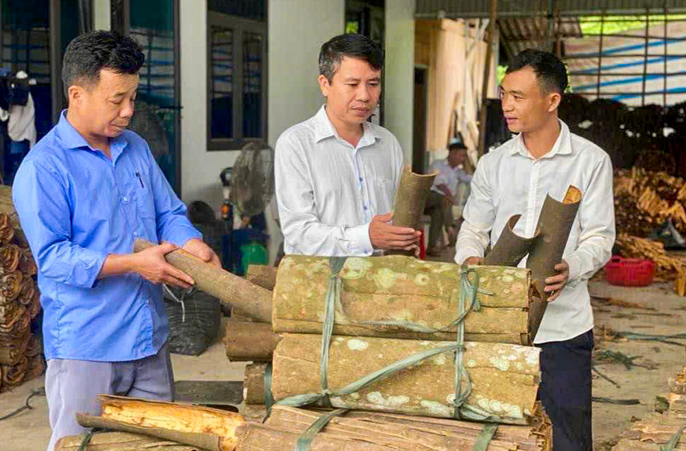 Sản phẩm vỏ quế khô của Hợp tác xã Dịch vụ tổng hợp Kiên Thành, huyện Trấn Yên.