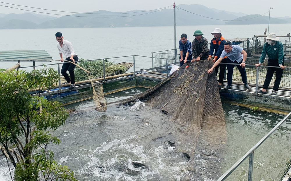 Ông Nguyễn Văn Trà - thôn Khau Vi, xã An Phú đã thành công với mô hình nuôi cá lồng trên hồ Thác Bà.