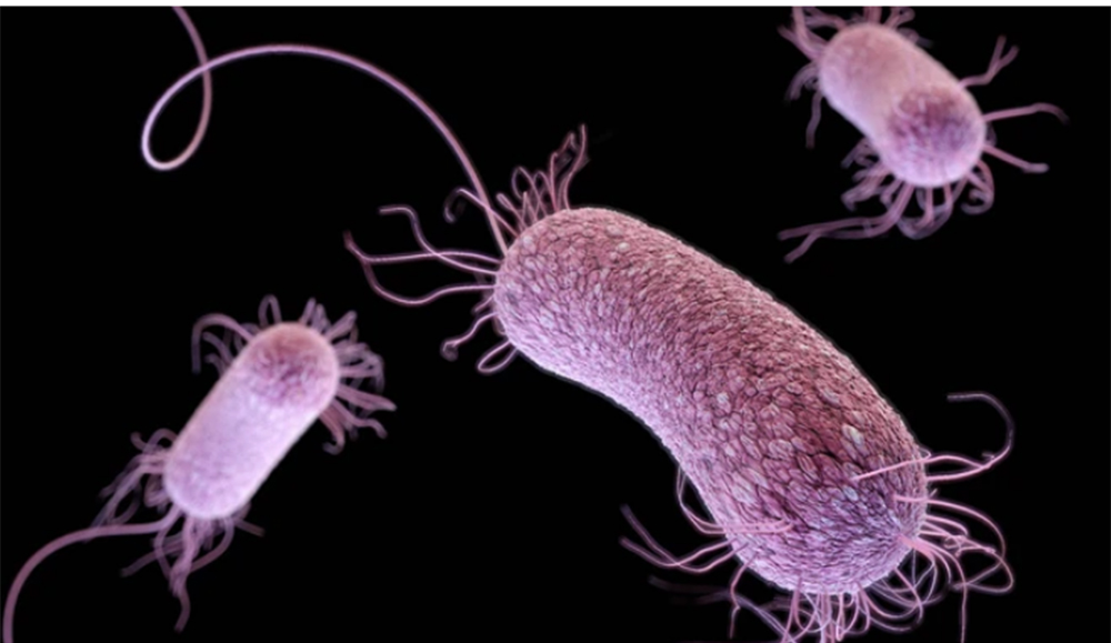 Siêu vi khuẩn Pseudomonas aeruginosa đang ngày càng trở nên nguy hiểm hơn