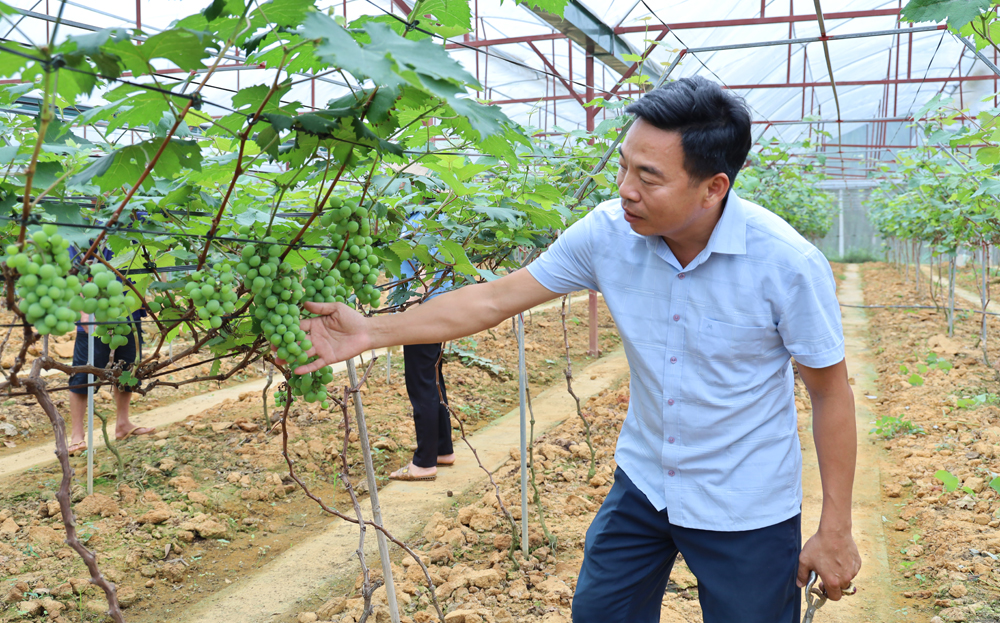 Anh Tạ Hữu Tình xây dựng vườn nho trong nhà màng trên đảo Tình Nghĩa, làm điểm nhấn mô hình du lịch nông nghiệp.