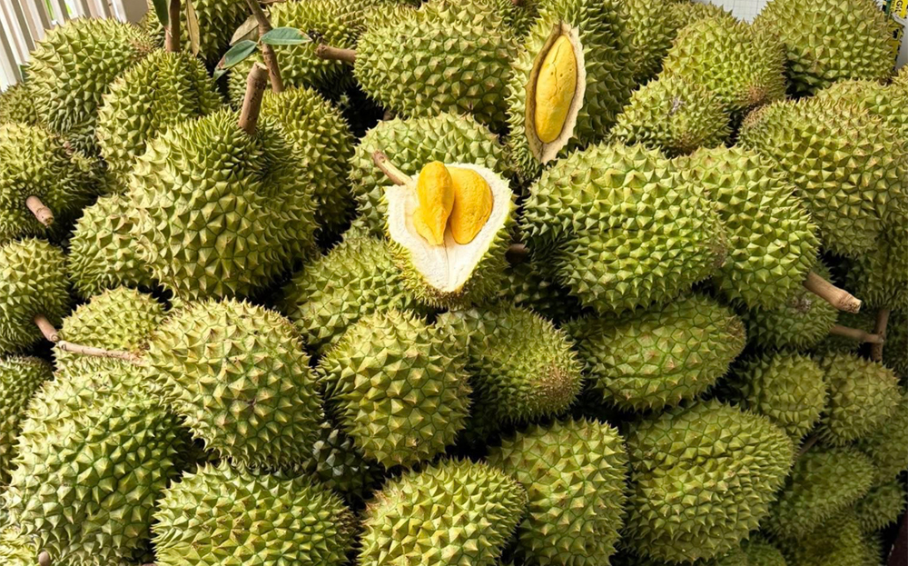 Việt Nam có cơ hội lớn để gia tăng sản lượng sầu riêng xuất khẩu sang thị trường Trung Quốc.