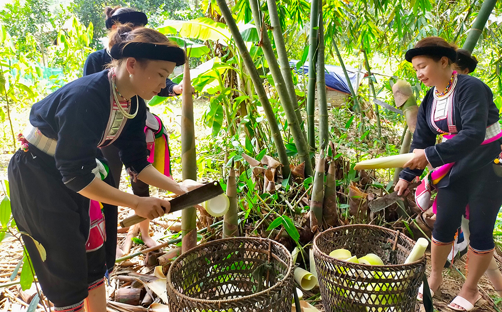 Người dân huyện Trấn Yên thu hoạch măng tre Bát độ.