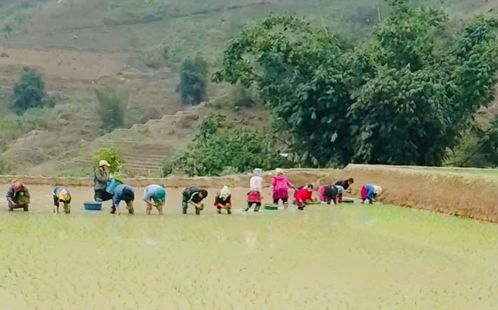 Phụ nữ xã Trạm Tấu cấy lúa giúp hội viên có hoàn cảnh khó khăn.