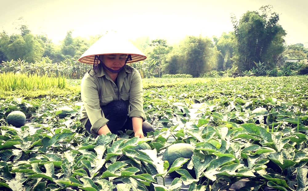 Nông dân xã Thanh Lương thu hoạch dưa hấu.
