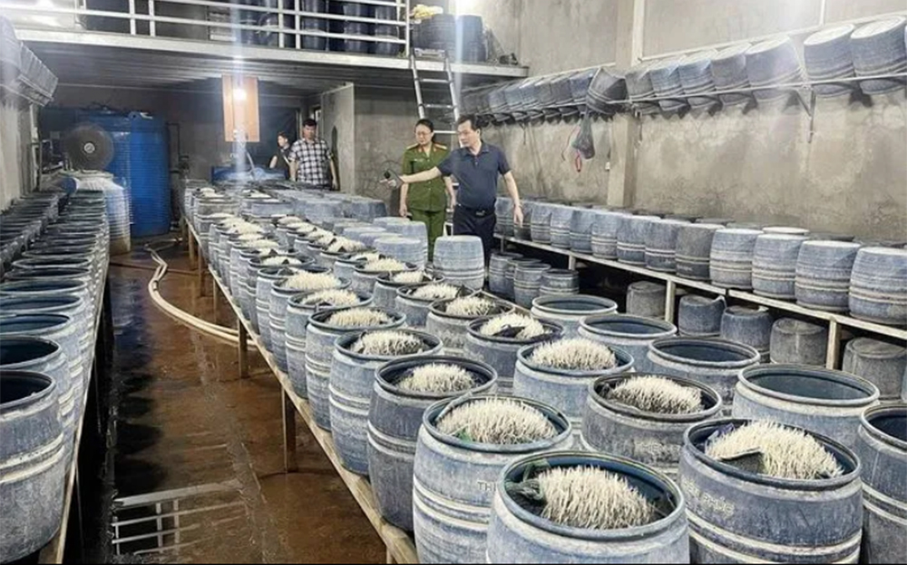 Hàng trăm thùng giá đỗ được ngâm hóa chất chuẩn bị được đưa ra thị trường tiêu thụ.