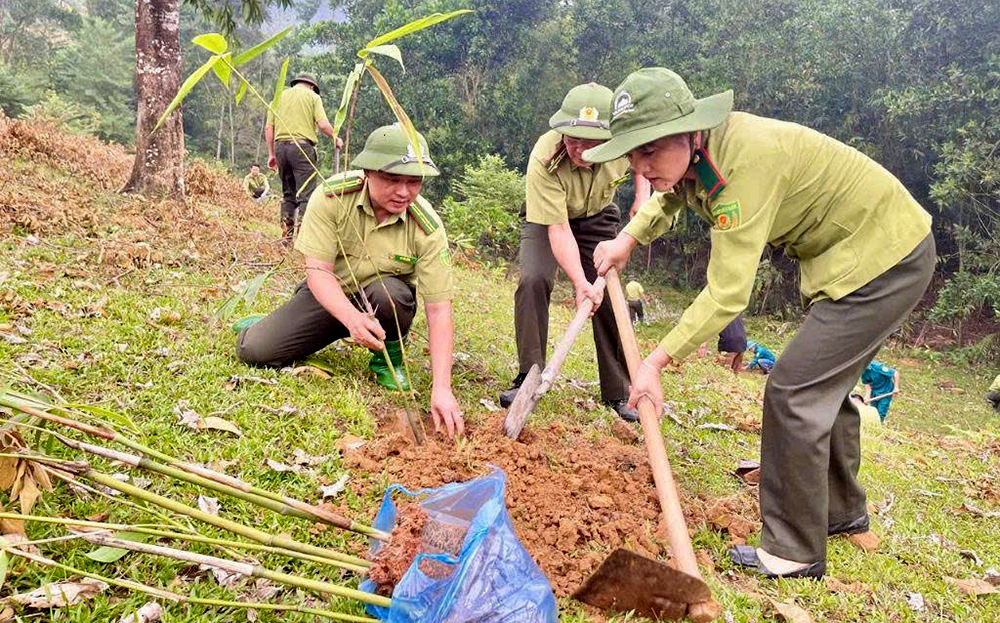 Cán bộ kiểm lâm Lục Yên tham gia trồng rừng.