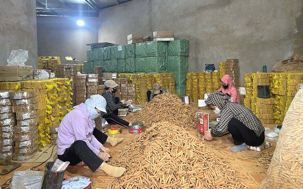 Sơ chế quế xuất khẩu tại huyện Văn Yên.